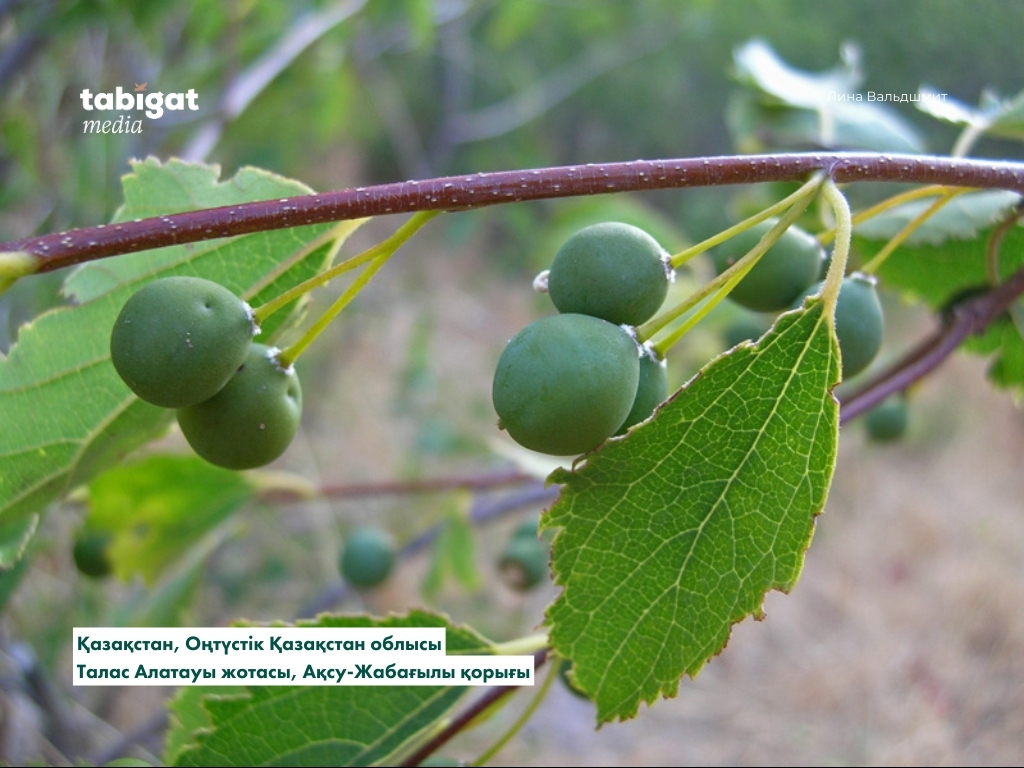 Мас әйелдердің жеке видеосы Жасырын камерада өзбек порносын көріңіз